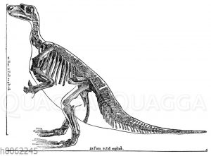 Iguanodon Bernissartensis