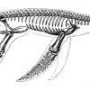 Plesiosaurus macrocephalus