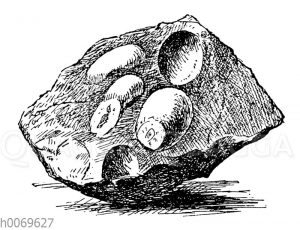 Fossilien-Eier aus der Jurazeit
