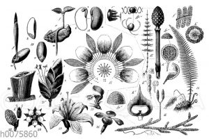 Charakter der Samen- oder Blütenpflanzen und ihre Hauptgruppen
