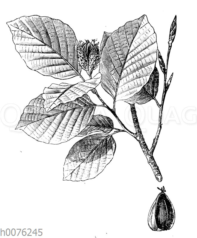 Rotbuche