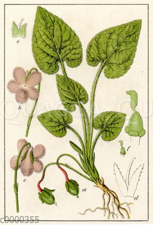 Rauhhaariges Veilchen