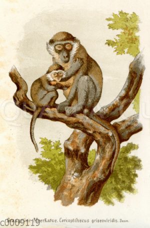 Graugrüne Meerkatze