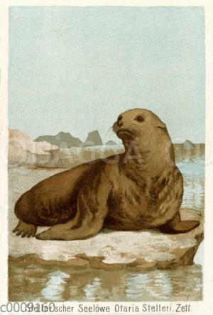 Stellerscher Seelöwe