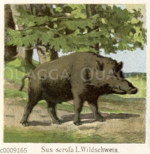 Wildschwein