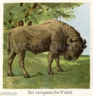 Wisent