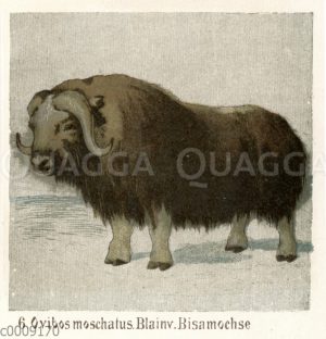Bisamochse