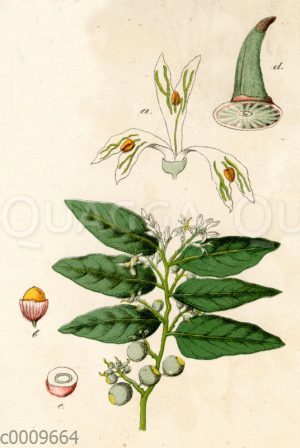 Olax scandens