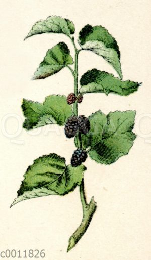 Maulbeere