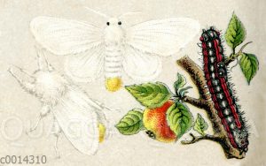 Schwan