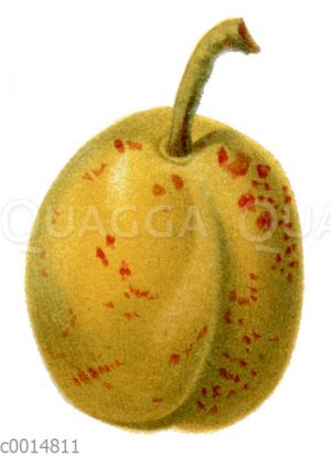 Gelbe Mirabelle