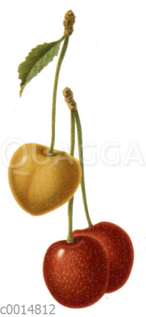 Kirschen