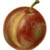 Pflaume