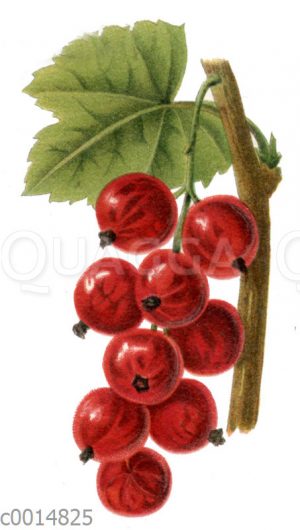 Johannisbeere