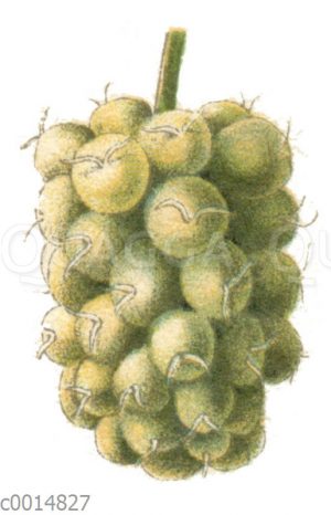 Maulbeere