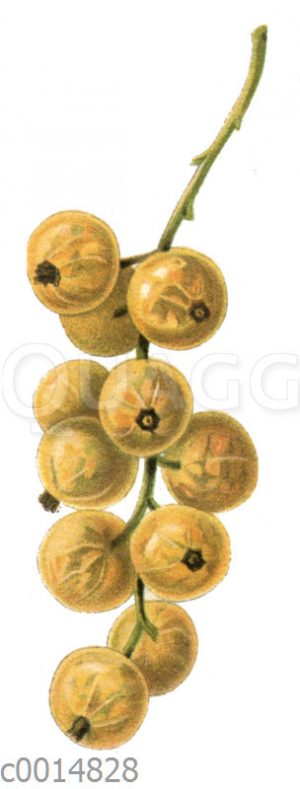 Johannisbeere
