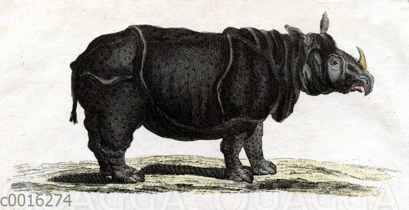 Nashorn