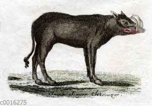 Hirscheber