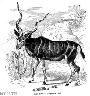 Großer Kudu