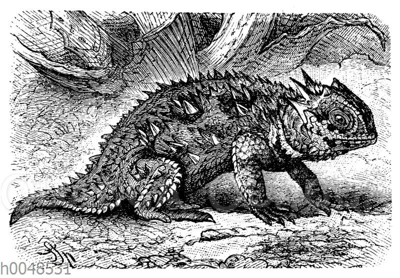 Mexikanische Kurzhorn-Krötenechse