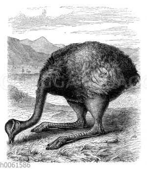 Nandu