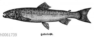 Hakenlachs