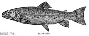 Silberlachs