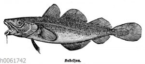 Kabeljau