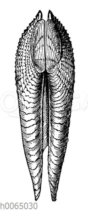 Pholas dactylus
