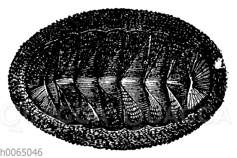 Chiton magnificus Quagga Illustrations