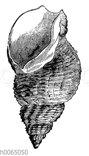 Buccinum undatum