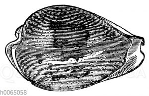 Cypraea subviridis