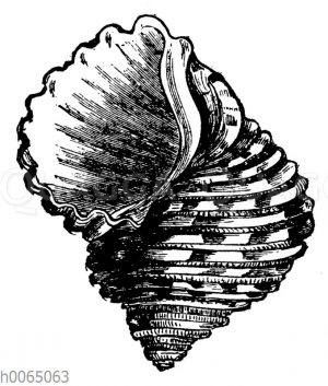 Turbo magaritaceus