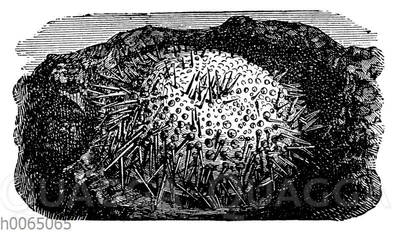 Echinus