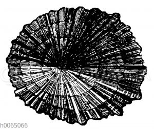 Patella caerulia