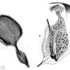 a Blatt der Pontederie (Pontederia crassipes)