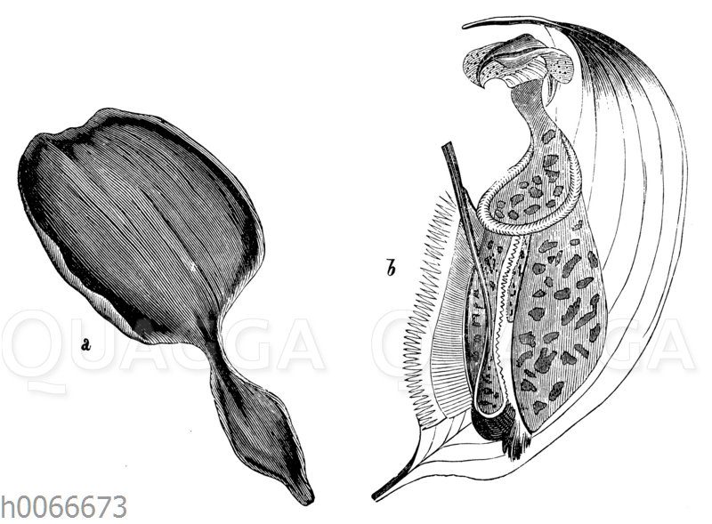 a Blatt der Pontederie (Pontederia crassipes)