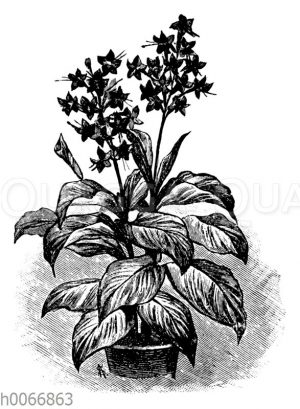 Indisches Blumenrohr