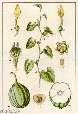 Osterluzei