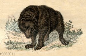 Braunbär