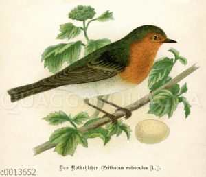 Rotkehlchen