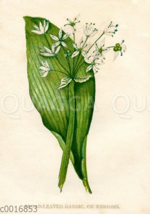 Bärlauch