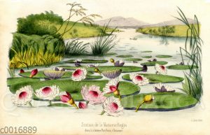Amazonas-Riesenseerose