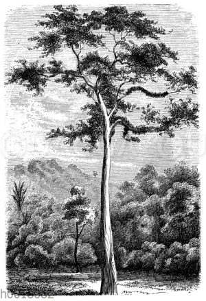 Upasbaum