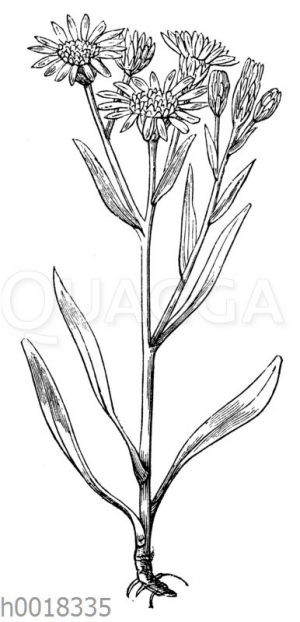 Strand-Aster