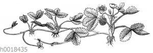 Erdbeerpflanze mit Ausläufern