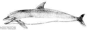 Delphin