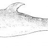 Rundkopfdelfin