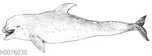 Rundkopfdelfin