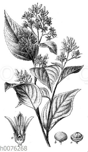 Sumatra-Benzoe